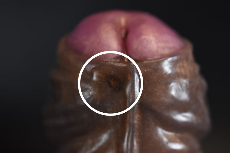 FLOP(-1) Large Tiefling. Medium (00-50)